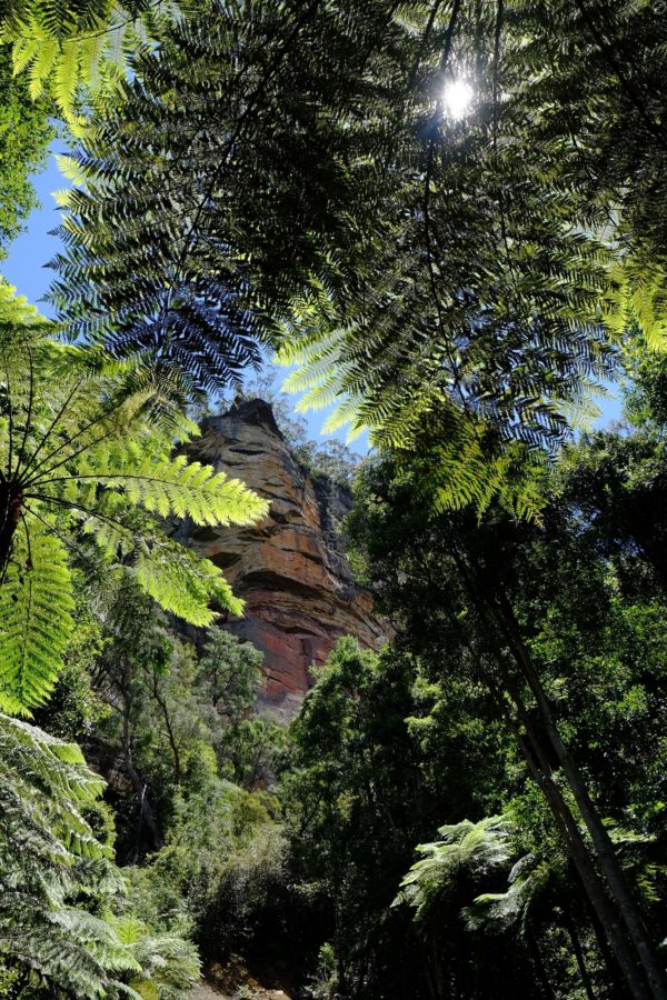 Austalian Rainforest